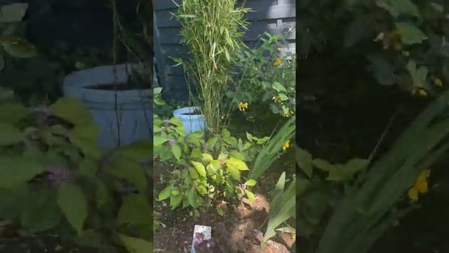 Camberley Garden July 20th 2021 смотреть онлайн