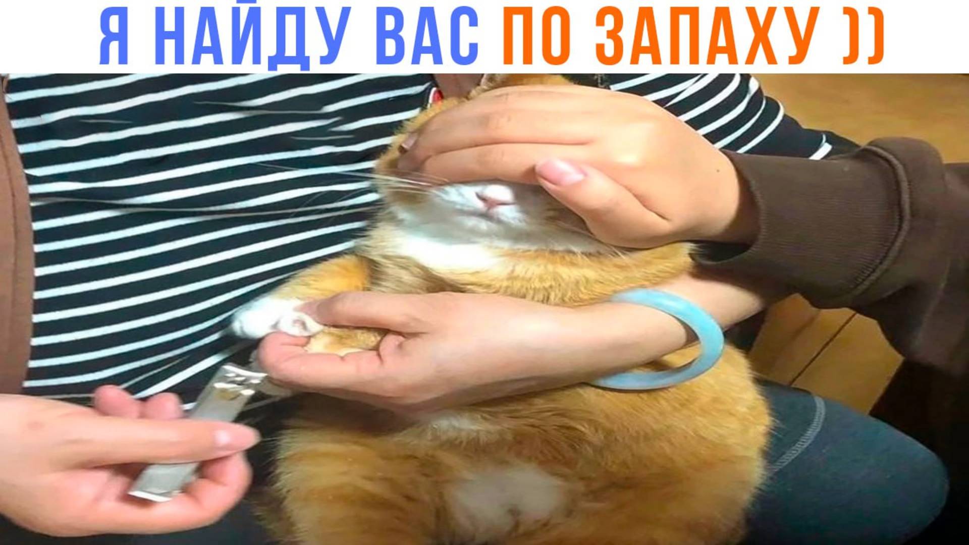 Я НАЙДУ ВАС ПО ЗАПАХУ!!  ))) Приколы с котами | Мемозг 1571