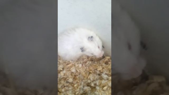 Новорожденное счастье и хомяк Томоэ. смотреть онлайн