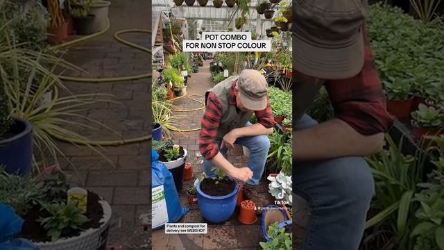Pot Combo for non stop colour @pergolanurseries_garden_corner смотреть онлайн