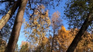 Прогулка по осеннему парку / Осенний, городской парк / Walk in the park