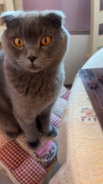 🔴 МУК БАНГ , ЕДА🔴 смотреть онлайн