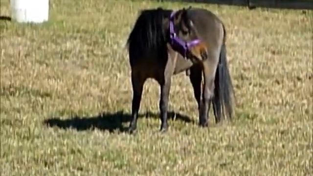 Conders Different Rules Mini Stallion.wmv смотреть онлайн