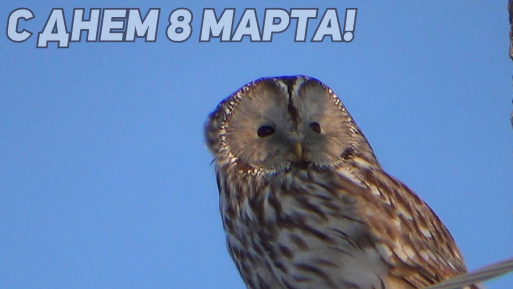 ДОРОГИЕ ЖЕНЩИНЫ, С ДНЕМ 8 МАРТА ВАС ПОЗДРАВЛЯЕМ! смотреть онлайн