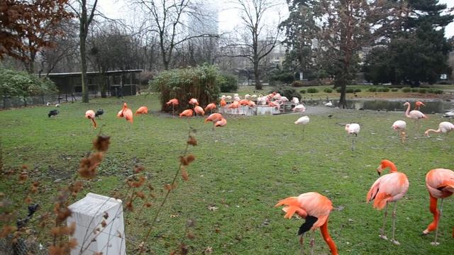 Amazing flamingo in the Cologne zoo смотреть онлайн