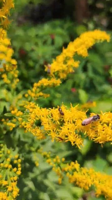 Honeybees in goldenrod flowers. смотреть онлайн