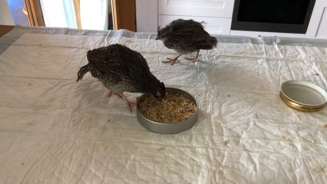 California quails growing 2-10 weeks смотреть онлайн
