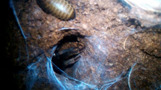 C. Fasciatum eating смотреть онлайн