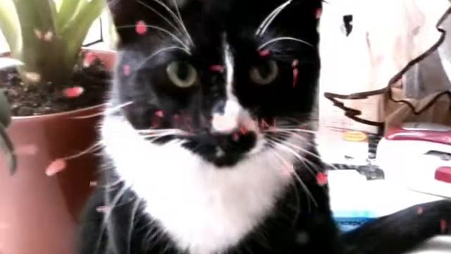 Кот смотреть онлайн