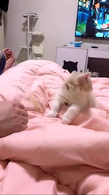 Милый котик мяу видео тикток #shorts #24785 смотреть онлайн