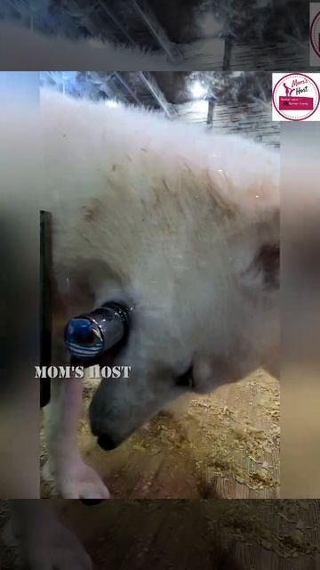 Beautiful white Siberian husky| Husky video| blue eye| #shorts|Pet houses Dammam |MH| Moms Host смотреть онлайн