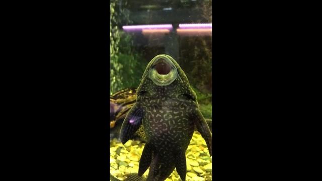 ocean #ocean#sea#mere#water смотреть онлайн