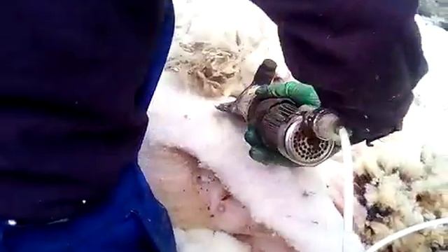 Стрижка овец