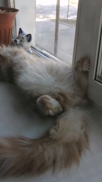 #мейнкун #котенок #котэ #cat смотреть онлайн