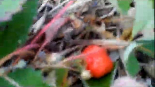 Влог. И снова земляника, нейтралы рулят:):):) 16.10.2017. смотреть онлайн