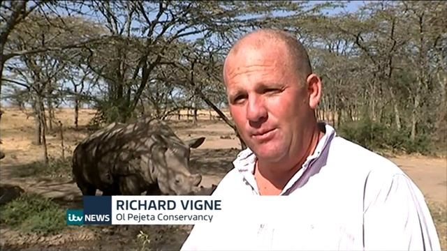 A last chance to save the Northern White rhinos смотреть онлайн