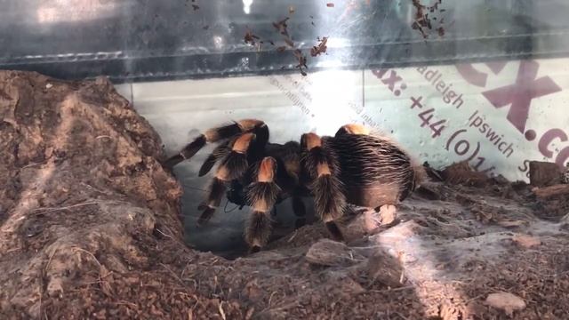 Brachypelma Smithi. смотреть онлайн