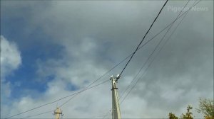 ГЛАВНАЯ ПРИЧИНА ПОЧЕМУ ГОЛУБИ ОТКАЗЫВАЕТСЯ ПОДНИМАТЬСЯ