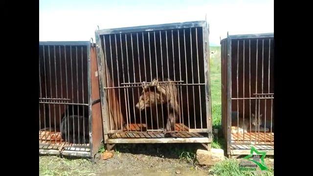 Как пилят в Росгосцирке смотреть онлайн