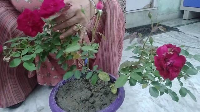 Rose Plant Care, Growing Tips । смотреть онлайн