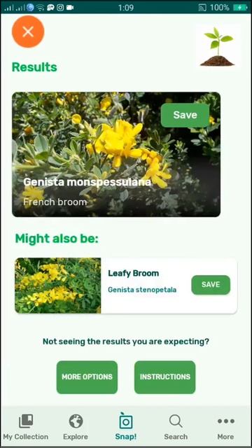 PlantSnap identifies a French broom (Genista monspessulana) смотреть онлайн