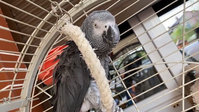 Наш попугай жако Кеша - с нами уже 9 лет/20.04.24 12:30 смотреть онлайн