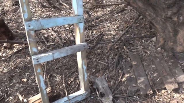 Пасла в Лесопасадке коз и нашла Шалаш как домик на дереве