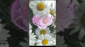 Ҡатын-ҡыҙға сәскәләр бүләк итегеҙ 🌹💐🌺🌸🌷