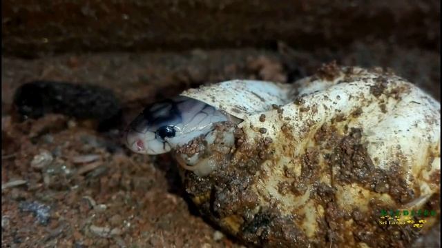Egg Hatching of Indian Cobra смотреть онлайн