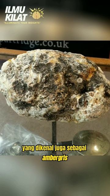 Kenapa Muntahan Paus Mahal ?? #shorts