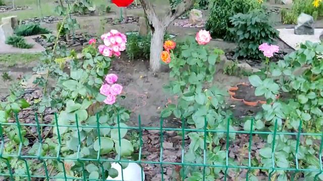 Сад на проспекте Бажана, рядом с выходом из станции метро Вырлица. Киев смотреть онлайн