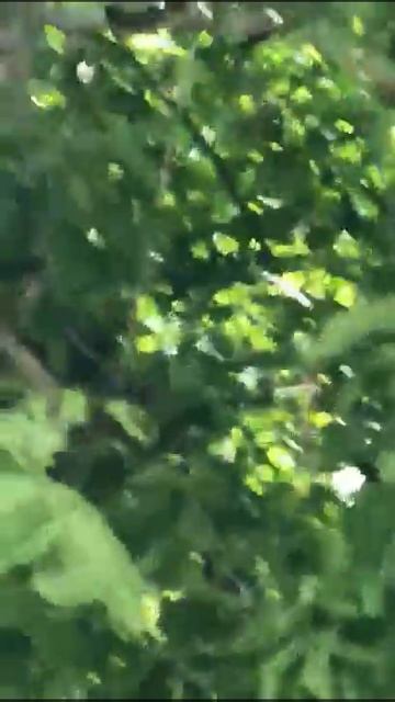 Ostia, Caccia Al Serpente Nel Centro Della Città