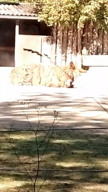 baudet du poitou au zoo #shortvideo #animal #mammifère #zoo #baudet #ane смотреть онлайн