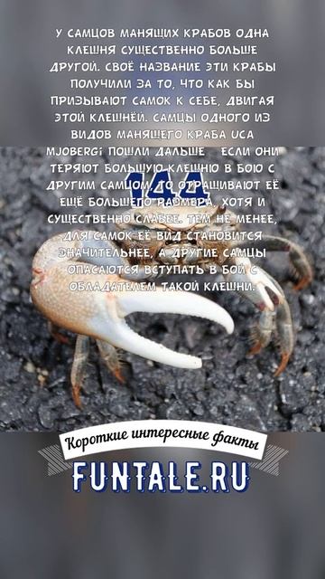 НЕОБЫЧНАЯ ОСОБЕННОСТЬ САМЦОВ МАНЯЩИХ КРАБОВ - КОРОТКИЕ ИНТЕРЕСНЫЕ ФАКТЫ #144 смотреть онлайн