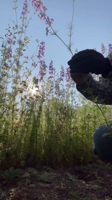 Harvesting Larkspur - See A Little Of Our Larkspur Meadow & One Of The Many Dragonflies! #cutflower