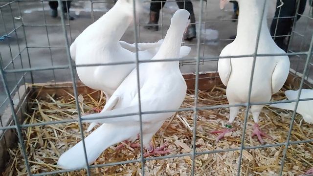 8.03.2025 г ст. Бронницы Сборная ч. 4 смотреть онлайн