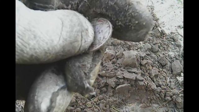 Коп 2018. Лесная дорога. смотреть онлайн