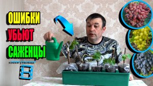 ПОЧЕМУ ГИБНУТ САЖЕНЦЫ ВИНОГРАДА В ПЕРВЫЙ МЕСЯЦ ПОСЛЕ УКОРЕНЕНИЯ? СЕВЕРНЫЙ ВИНОГРАДНИК 25-09