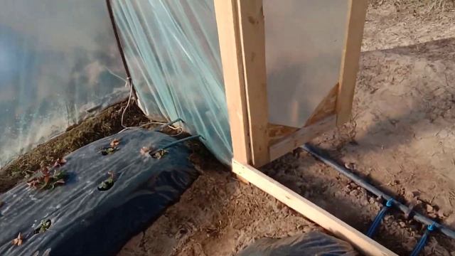 Клубника после зимы, 26 марта. смотреть онлайн