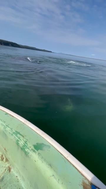 Собака плавает с китом #гренландскийкит #кит #whale #шантары #турнашантарскиеострова #охотскоеморе смотреть онлайн