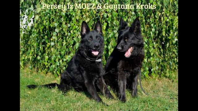 Persey iz MOEZ & Gaytana Kroks смотреть онлайн