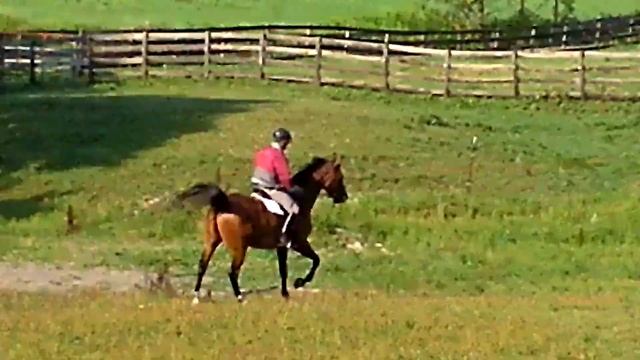 HOLSTEIN X TB GELDING FOR SALE смотреть онлайн