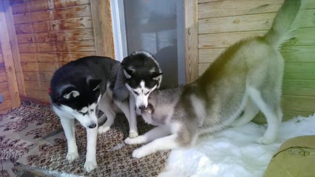 Husky funny photo compilation 3 March 2018 смотреть онлайн