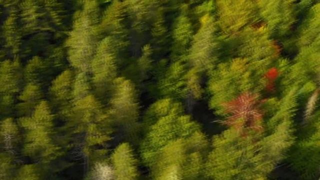 Мачеха оставила парализованного сына в лесу, вот что с ним сделал медведь! смотреть онлайн