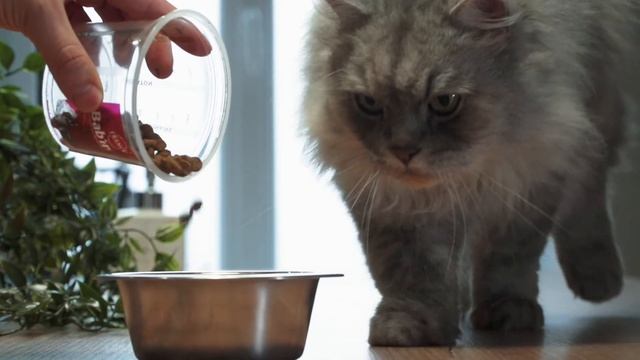 Корма Bab'in (кошки) смотреть онлайн