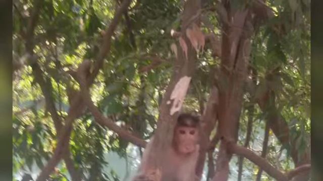 Отзыв туриста ТК Тур об отдыхе в Индии смотреть онлайн