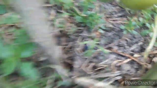 Пермакультура и фитофтороз? Томаты после сырого затяжного периода аномальных для Харькова дождей. смотреть онлайн