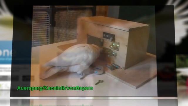 Watch Cockatoos Solve an Intricate Puzzle, Step by Step смотреть онлайн