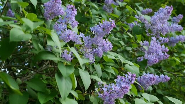 Цветы середины июня