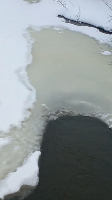 бобровая струя .